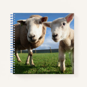 Cutest Baby Animals Newborn Lamb & Mama Notebook