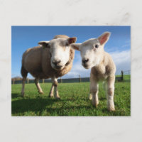 Cutest Baby Animals | Newborn Lamb & Mama