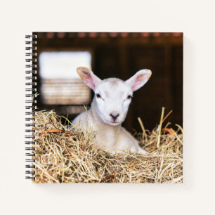 Cutest Baby Animals   Newborn Lamb Notebook