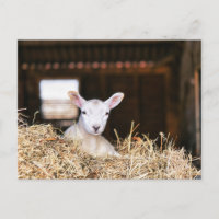 Cutest Baby Animals | Newborn Lamb
