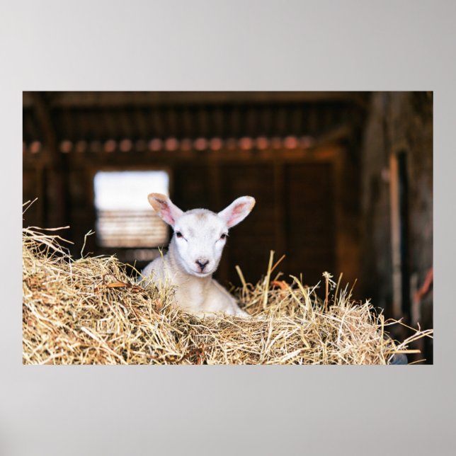 Cutest Baby Animals | Newborn Lamb Poster (Front)