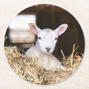 Cutest Baby Animals Newborn Lamb Round Paper Coaster