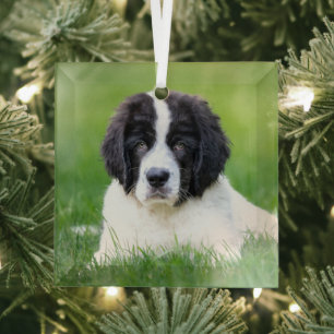 Cutest Baby Animals Newfoundland Puppy Glass Tree Decoration
