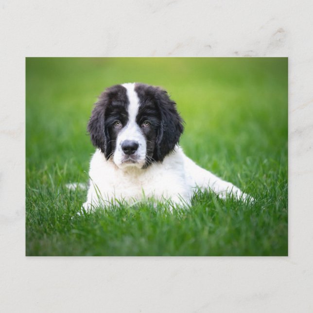 Cutest Baby Animals | Newfoundland Puppy Postcard (Front)