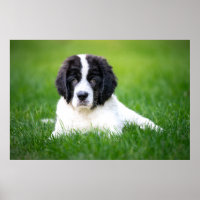 Cutest Baby Animals | Newfoundland Puppy