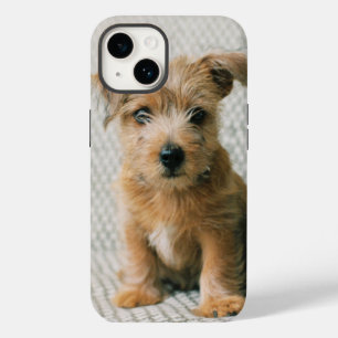 Cutest Baby Animals Norfolk Terrier Puppy Case-Mate iPhone 14 Case