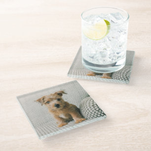 Cutest Baby Animals Norfolk Terrier Puppy Glass Coaster