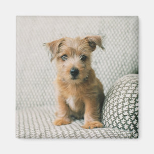 Cutest Baby Animals   Norfolk Terrier Puppy Magnet