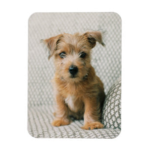 Cutest Baby Animals   Norfolk Terrier Puppy Magnet