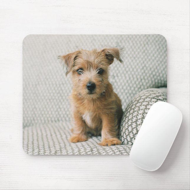 Cutest Baby Animals | Norfolk Terrier Puppy Mouse Pad (With Mouse)