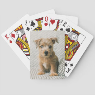 Cutest Baby Animals Norfolk Terrier Puppy Playing Cards