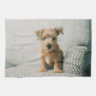 Cutest Baby Animals Norfolk Terrier Puppy Tea Towel