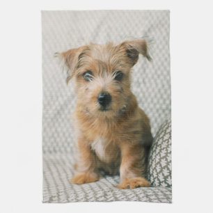 Cutest Baby Animals   Norfolk Terrier Puppy Tea Towel
