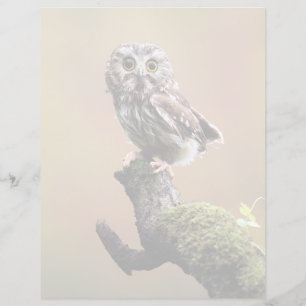 Cutest Baby Animals Northern Saw Whet Owl