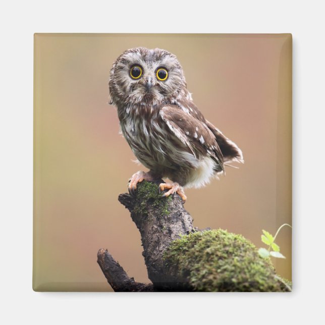 Cutest Baby Animals | Northern Saw Whet Owl Magnet (Front)