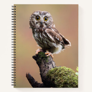 Cutest Baby Animals Northern Saw Whet Owl Notebook