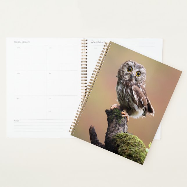 Cutest Baby Animals | Northern Saw Whet Owl Planner (Display)