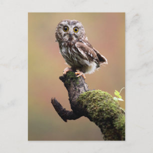Cutest Baby Animals   Northern Saw Whet Owl Postcard