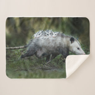 Cutest Baby Animals   Opossum Mom & Kids Sherpa Blanket