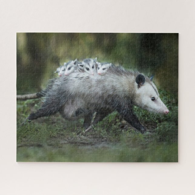 Cutest Baby Animals | Opossum Mum & Kids Jigsaw Puzzle (Horizontal)