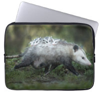 Cutest Baby Animals | Opossum Mum & Kids