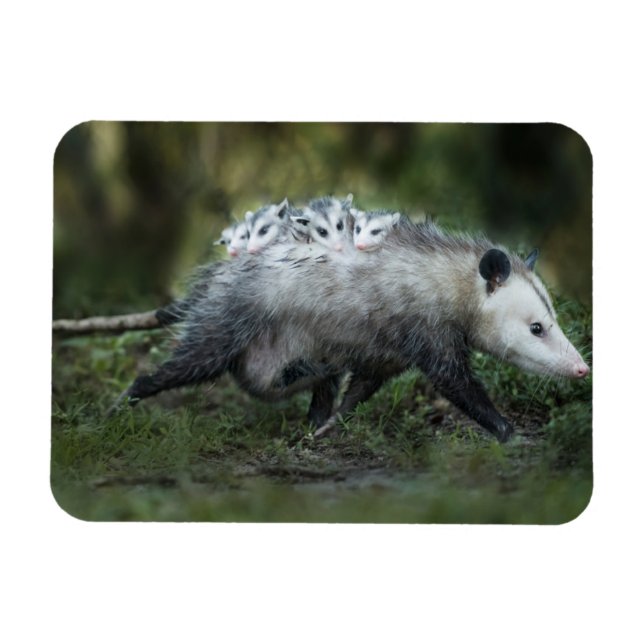 Cutest Baby Animals | Opossum Mum & Kids Magnet (Horizontal)