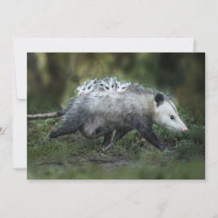 Cutest Baby Animals Opossum Mum & Kids Thank You Card