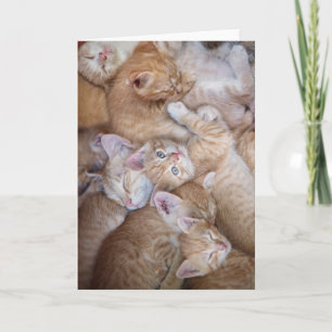 Cutest Baby Animals Orange Kitten Pile Card