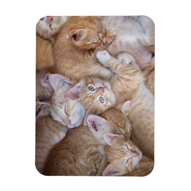 Cutest Baby Animals | Orange Kitten Pile Magnet (Vertical)