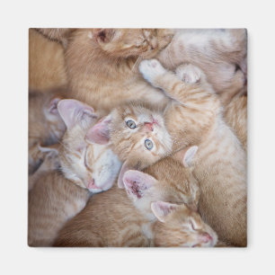 Cutest Baby Animals Orange Kitten Pile Magnet
