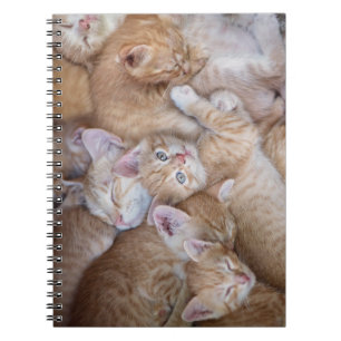 Cutest Baby Animals Orange Kitten Pile Notebook