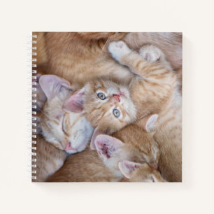 Cutest Baby Animals Orange Kitten Pile Notebook