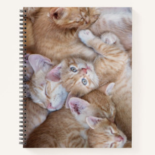 Cutest Baby Animals Orange Kitten Pile Notebook