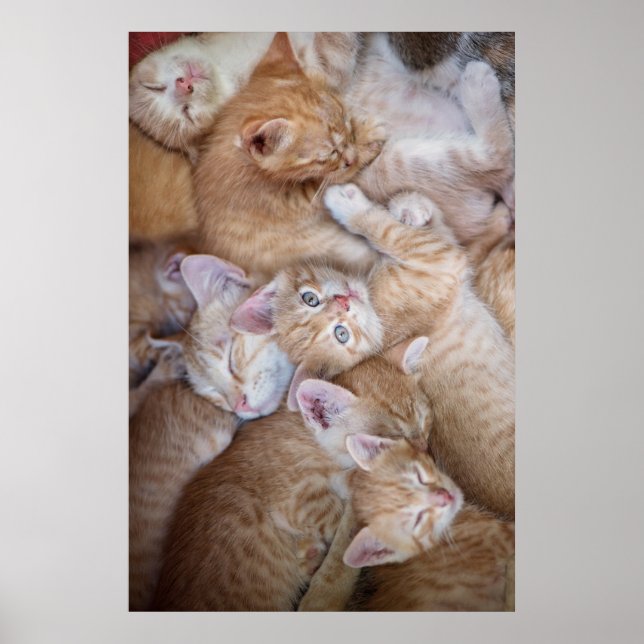 Cutest Baby Animals | Orange Kitten Pile Poster (Front)