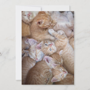 Cutest Baby Animals Orange Kitten Pile Thank You Card