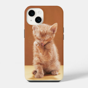 Cutest Baby Animals Orange Tabby Kitten iPhone 14 Case