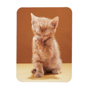 Cutest Baby Animals Orange Tabby Kitten Magnet
