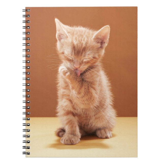 Cutest Baby Animals | Orange Tabby Kitten Notebook (Front)