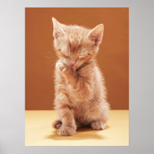 Cutest Baby Animals   Orange Tabby Kitten Poster