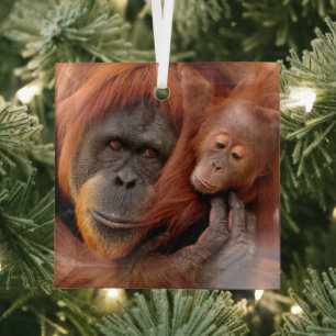 Cutest Baby Animals   Orangutan Mom & Baby Glass Tree Decoration