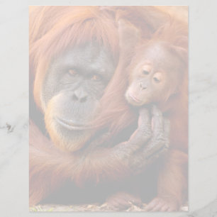 Cutest Baby Animals   Orangutan Mum & Baby