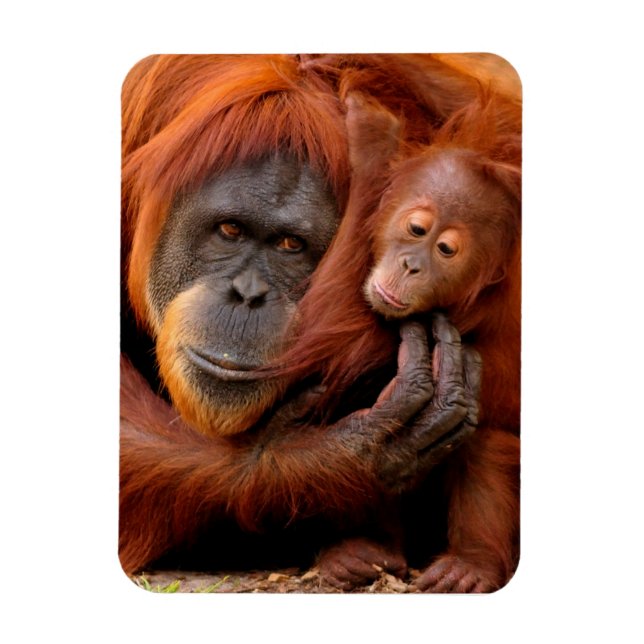 Cutest Baby Animals | Orangutan Mum & Baby Magnet (Vertical)