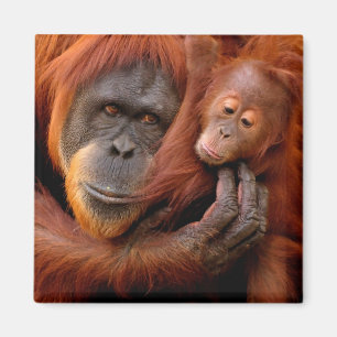 Cutest Baby Animals Orangutan Mum & Baby Magnet
