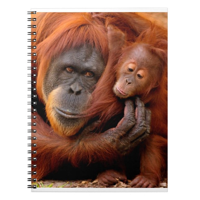 Cutest Baby Animals | Orangutan Mum & Baby Notebook (Front)