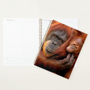 Cutest Baby Animals   Orangutan Mum & Baby Planner
