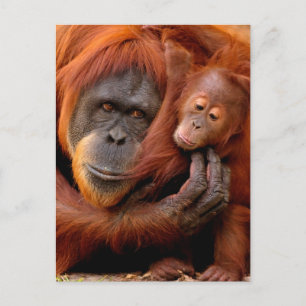 Cutest Baby Animals Orangutan Mum & Baby Postcard