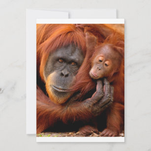 Cutest Baby Animals   Orangutan Mum & Baby Thank You Card