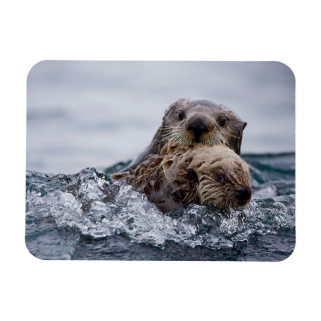 Cutest Baby Animals | Otter Baby & Mother Magnet (Horizontal)