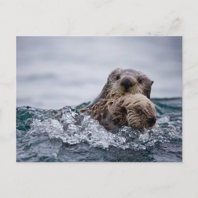 Cutest Baby Animals | Otter Baby & Mother Postcard (Front)