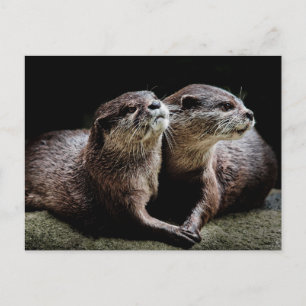 Cutest Baby Animals Otters Holding Hands Postcard